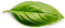 Stylized leaf illustration used as a visual section break on KC Backyard Garden Guy site.