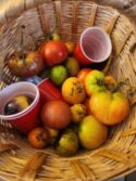 Assorted heirloom tomatoes in a woven basket, including large, medium, and cherry-sized varieties