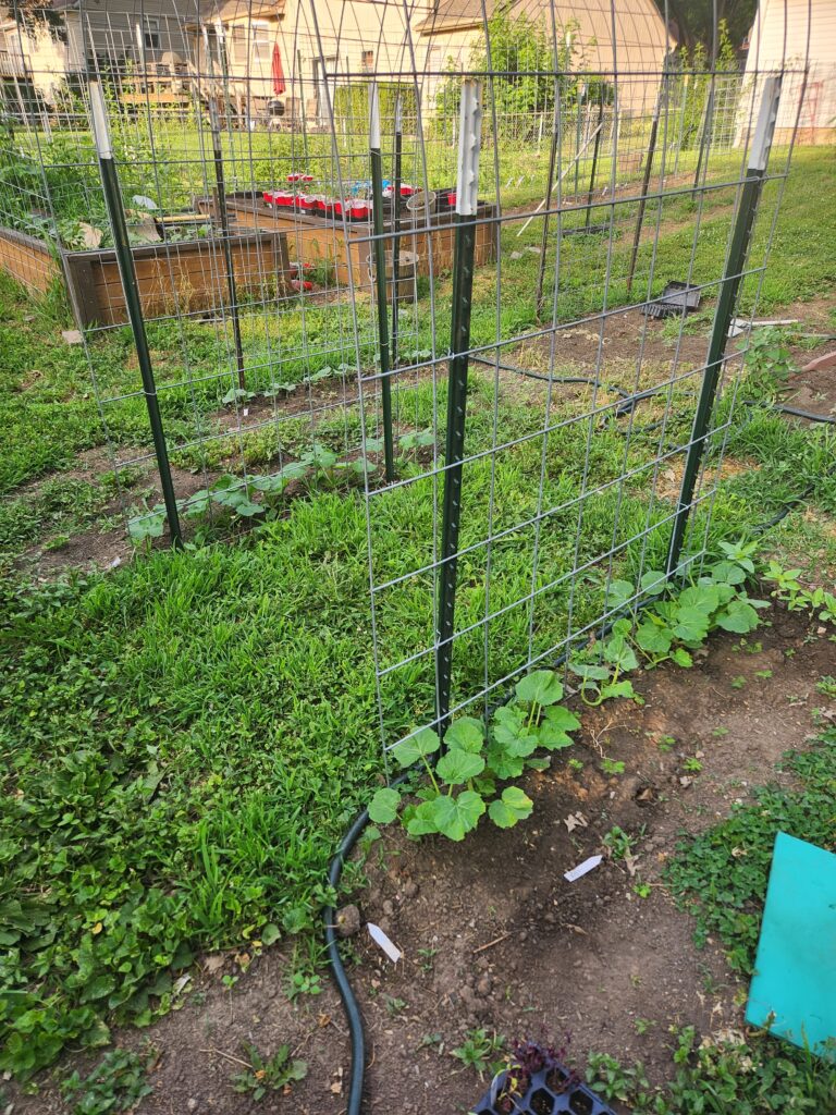 Cattle panel arch with young zucchini plants on one side and yellow squash plants on the other, recently planted in a backyard garden.