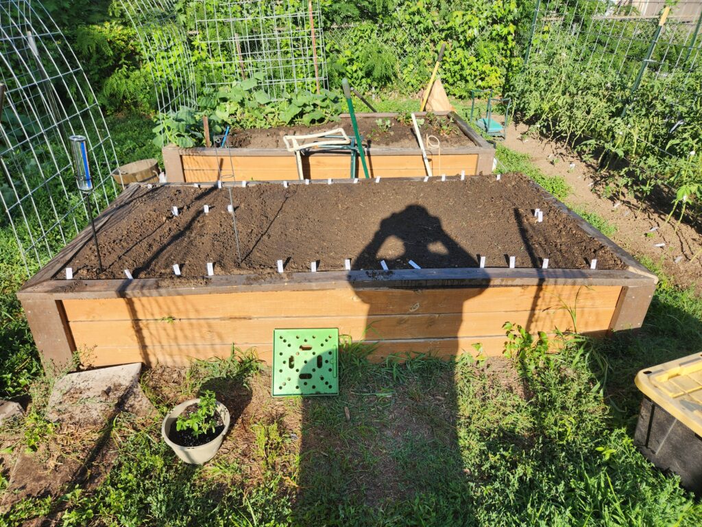 Freshly planted raised garden beds with plant tags, cucumber vines, strawberry plants, tomato starts, and a potted basil plant.