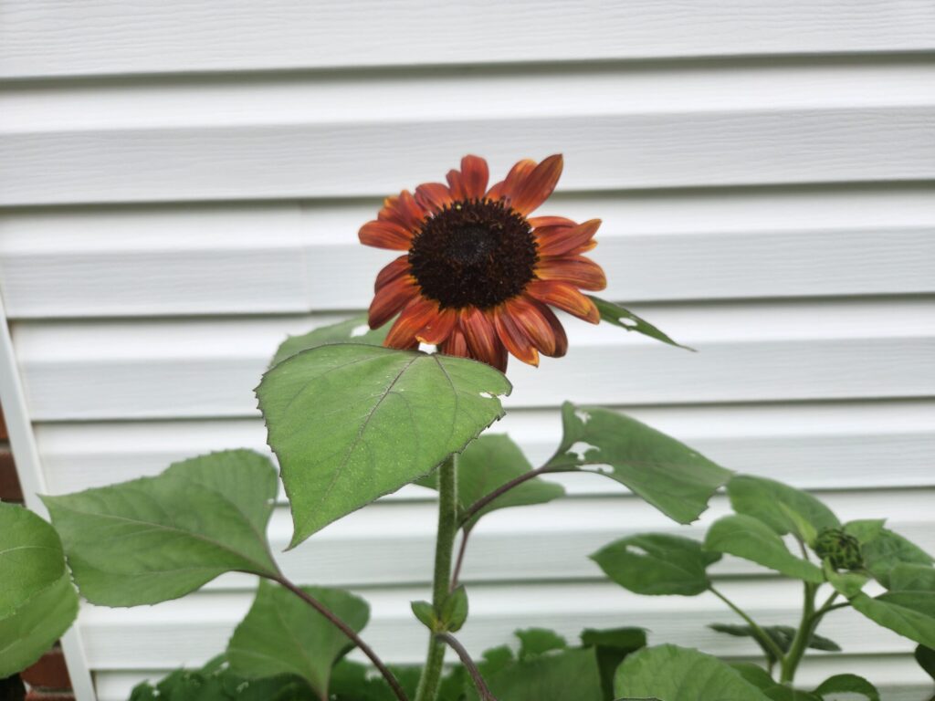 Velvet Queen sunflower in full bloom with deep red petals and dark center