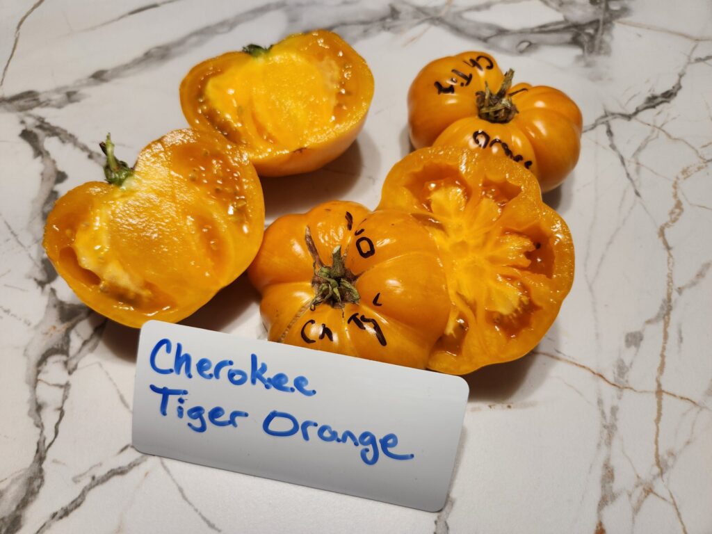 Cherokee Tiger Orange tomatoes, whole and sliced, showing smooth yellow-orange skin and juicy interior