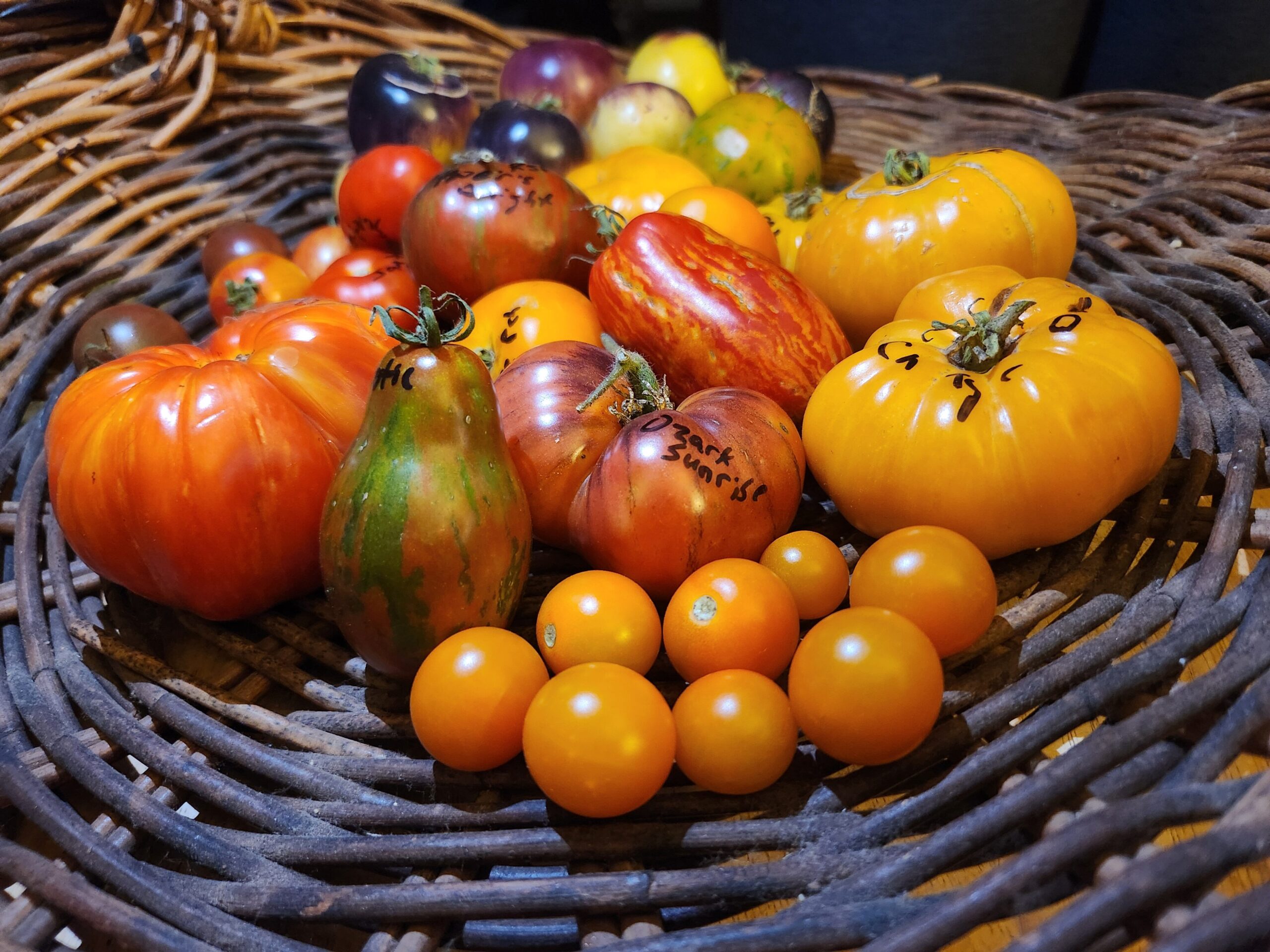 Tomato - KC Backyard Garden Guy