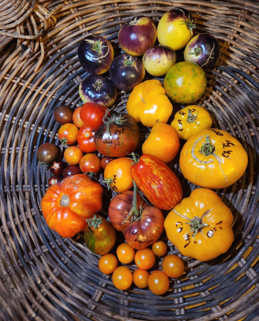 Colorful assortment of heirloom tomatoes on a woven basket, showcasing rare backyard garden varieties