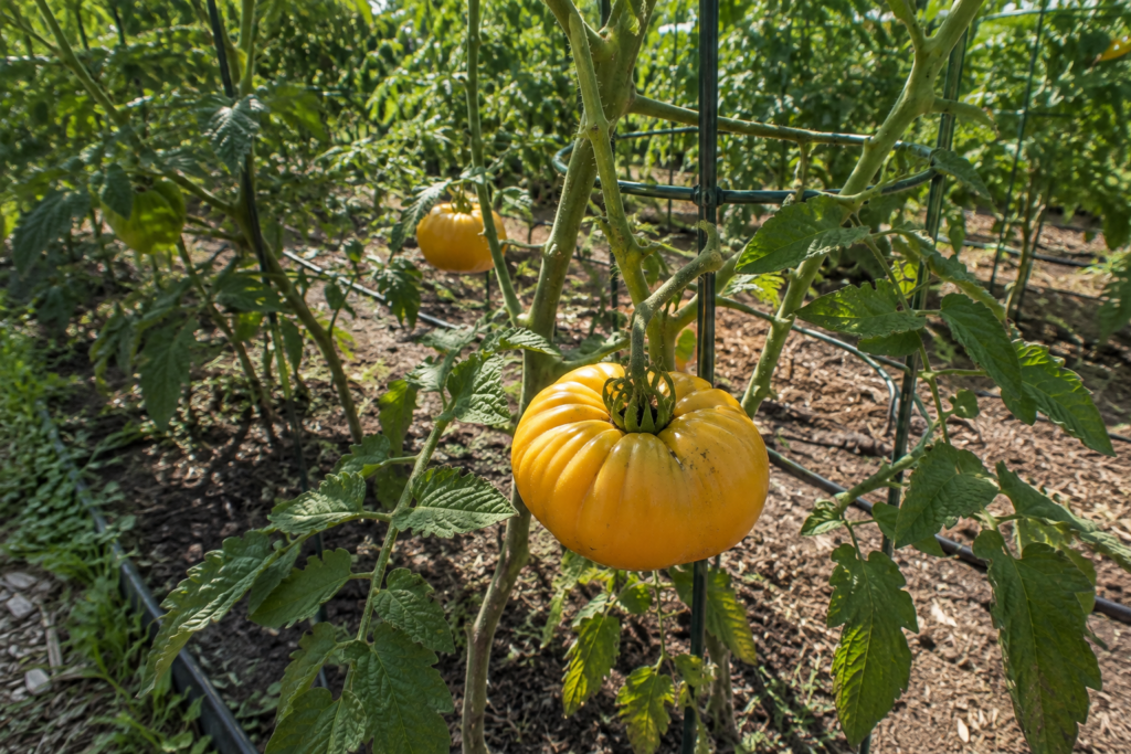 Large golden Dr. Wyche's Yellow tomato ripening on the vine in a backyard garden