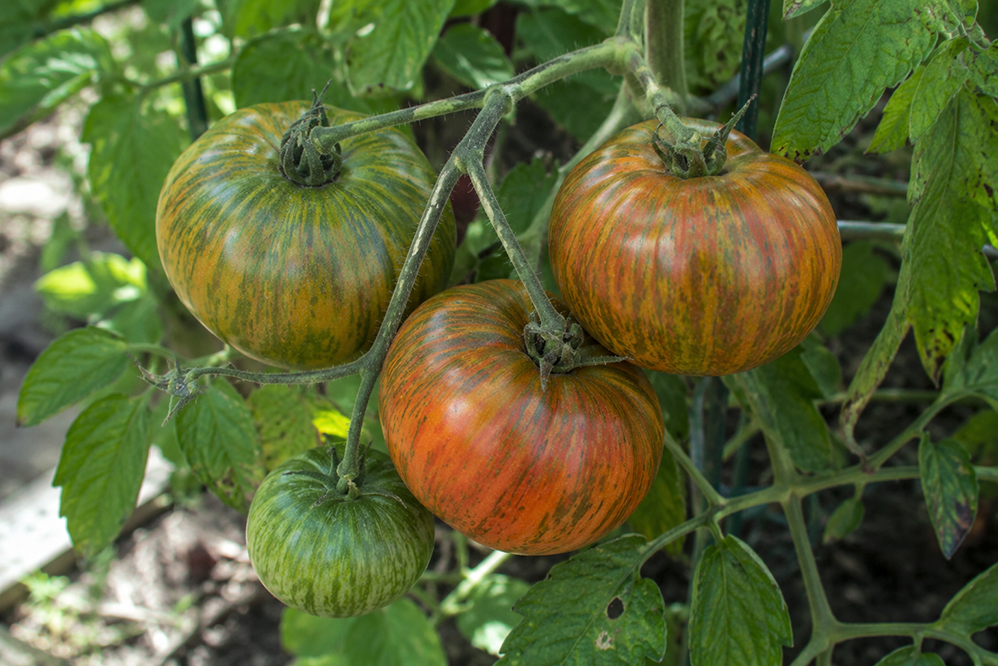 Irish Stripes tomatoes ripening on the vine with distinctive green and bronze striping