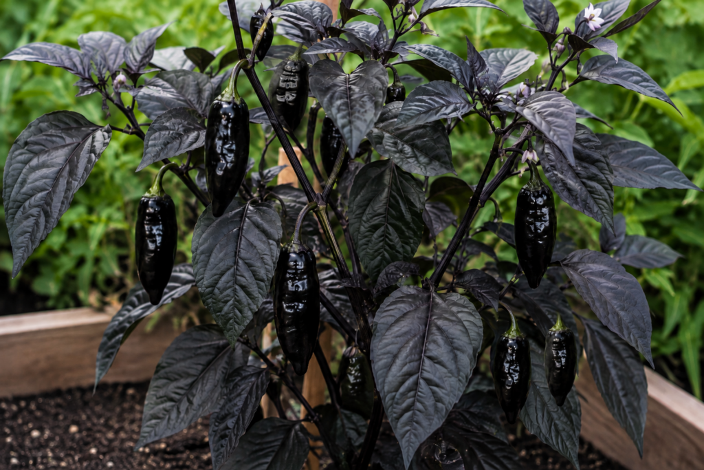 Pimenta de Neyde pepper plant with dark purple foliage and glossy black-purple peppers growing in a backyard garden