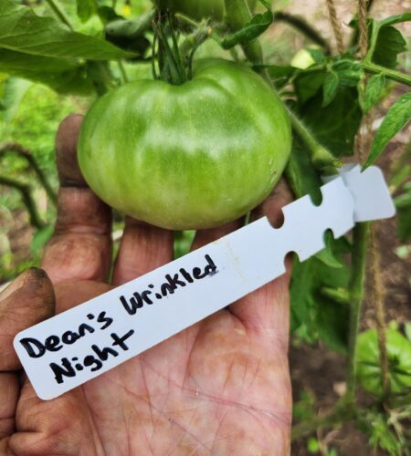 Unripe Dean’s Wrinkled Night tomato held in a gardener’s hand with a visible plant tag.