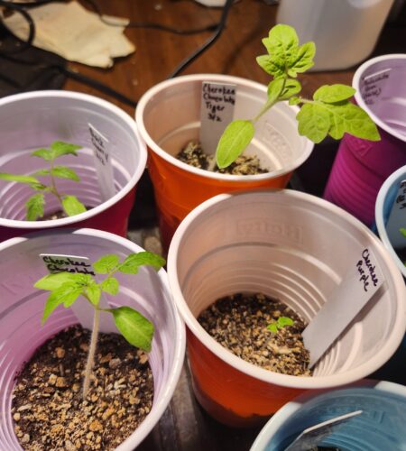 Close-up of Cherokee Chocolate Tiger and Cherokee Purple tomato seedlings in plastic cups with plant tags.