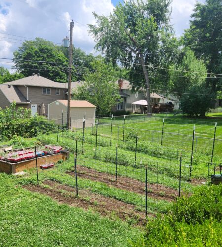Wide view of backyard garden with two raised beds, cattle panel arches, and trellises.
