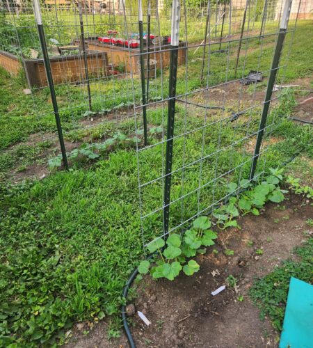 Cattle panel arch with young zucchini plants on one side and yellow squash plants on the other, recently planted in a backyard garden.