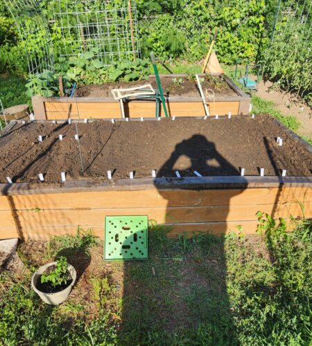 Freshly planted raised garden beds with plant tags, cucumber vines, strawberry plants, tomato starts, and a potted basil plant.