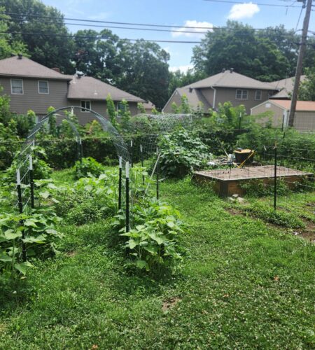 A wide shot of the south side of the KC Backyard Garden features two organized garden beds, multiple cattle panel arches, and tall trellises used for vertical gardening. The layout highlights efficient space use and structured planting in a productive home garden.